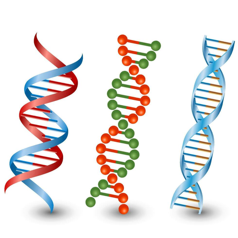 dna strengen. vector Aan de wit achtergrond