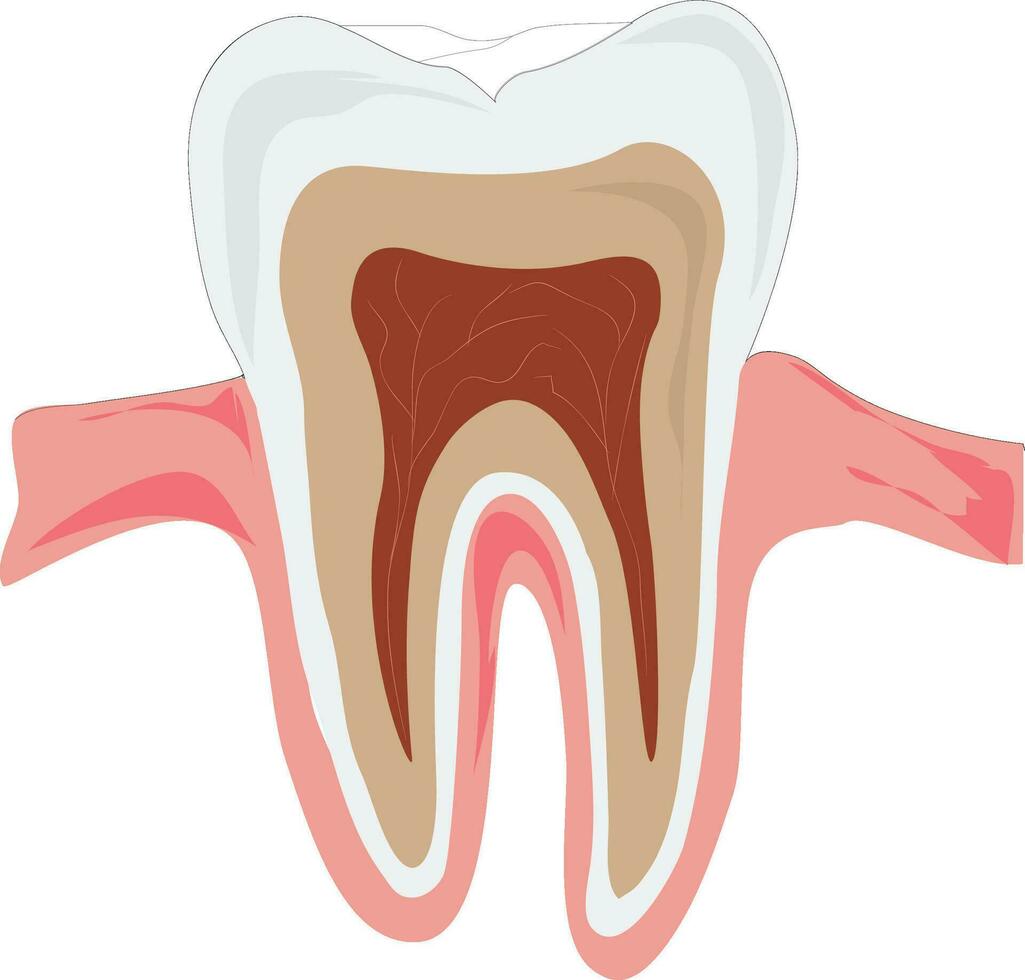 menselijk tanden vector illustratie
