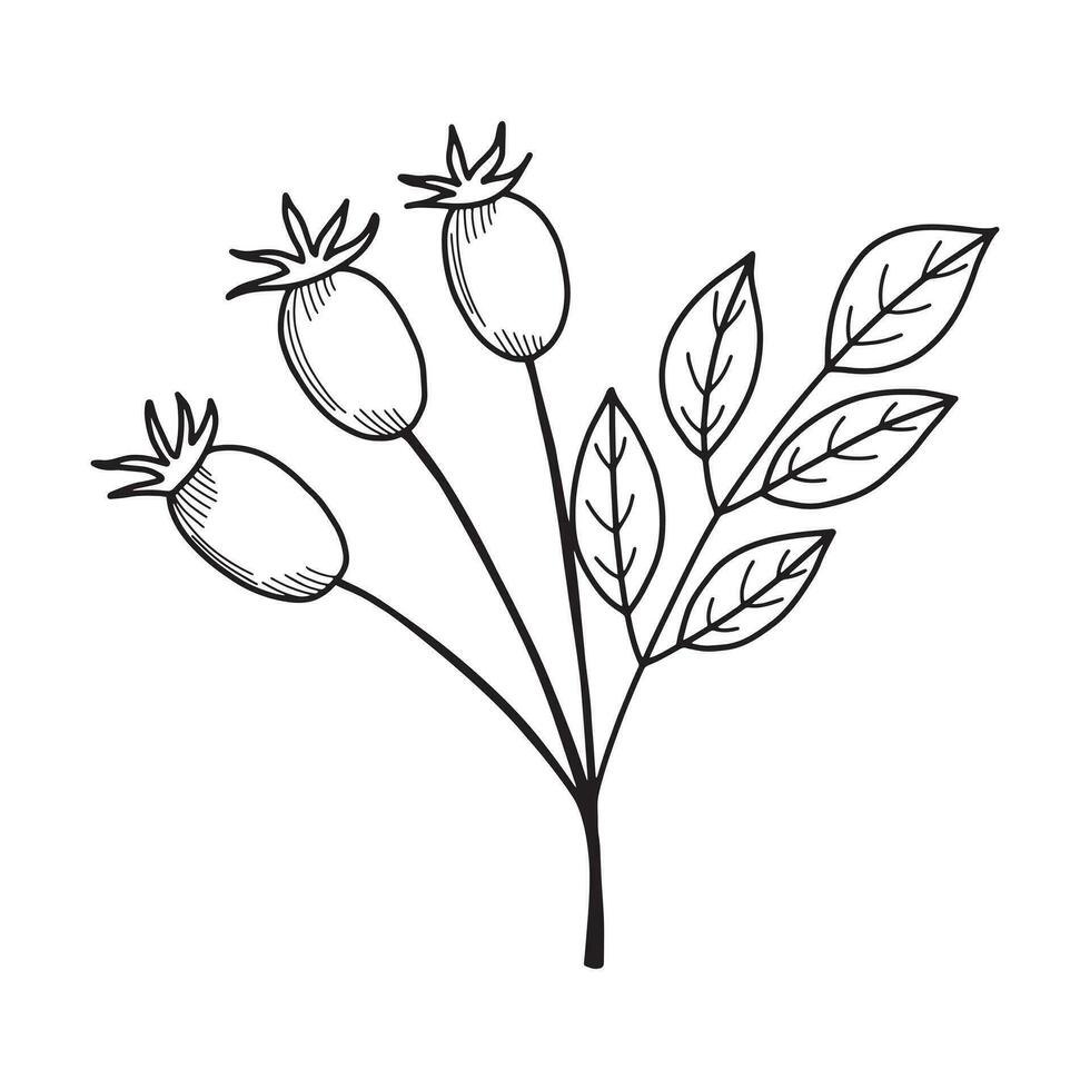 rozenbottel hand- getrokken illustratie. botanisch ontwerp voor biologisch cosmetica, geneesmiddel. geïsoleerd rozenbottel illustratie element Aan wit achtergrond vector