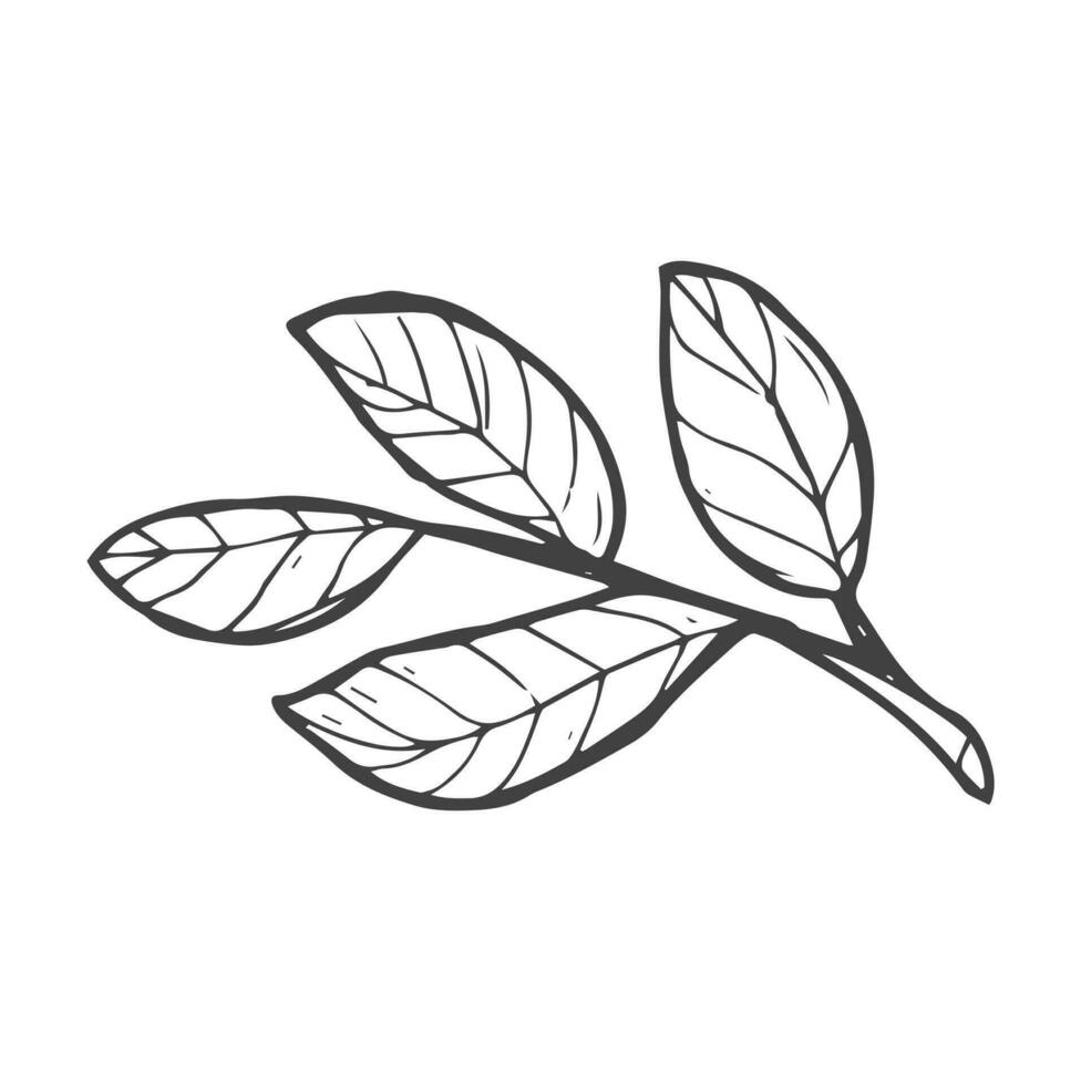 tekening boom blad schetsen geïsoleerd Aan wit vector