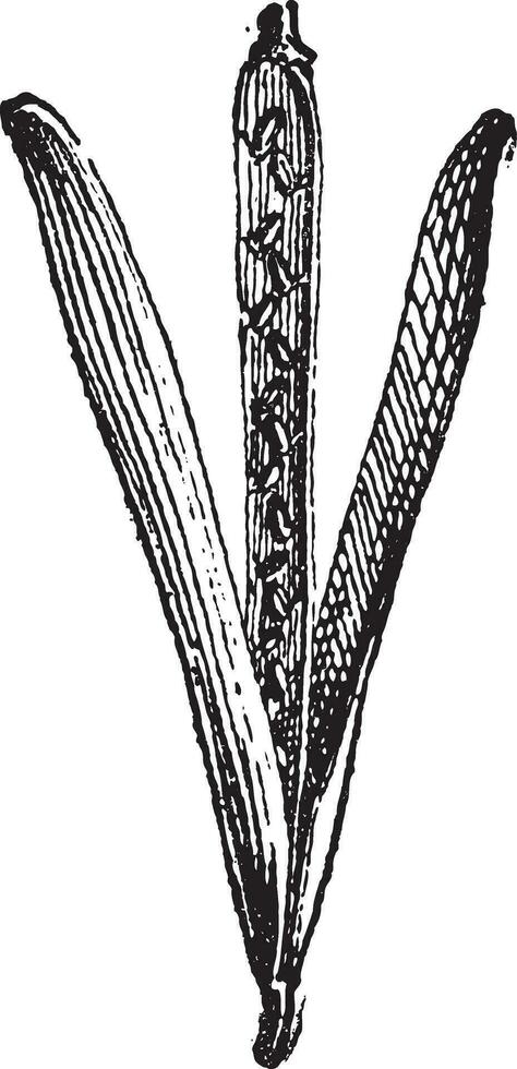 zilverachtig of siliqua, wijnoogst gravure. vector