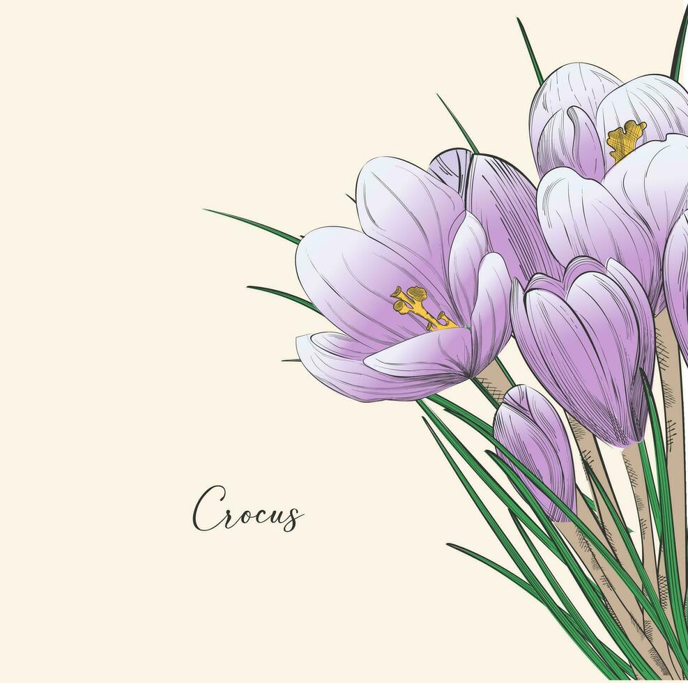 delicaat krokus voor ansichtkaart. vector ontwerp in de hele lente opvatting