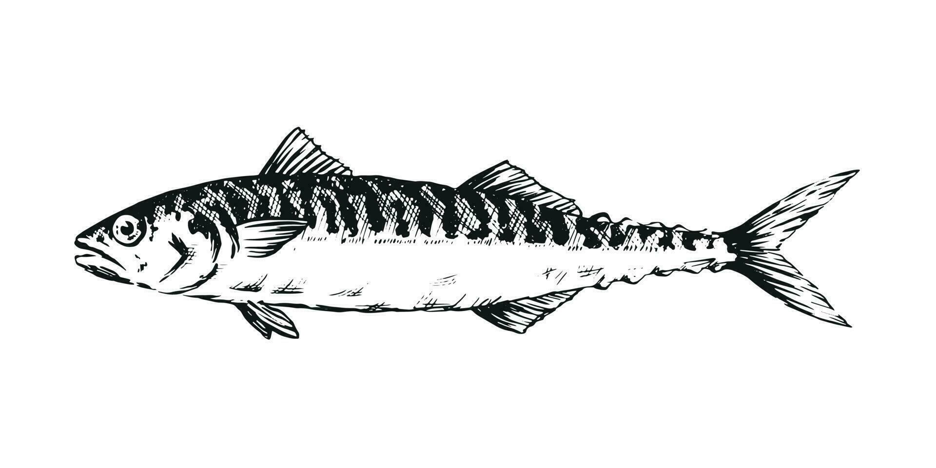 realistisch hand- getrokken illustratie een makreel, schamper, zwart Aan wit vector