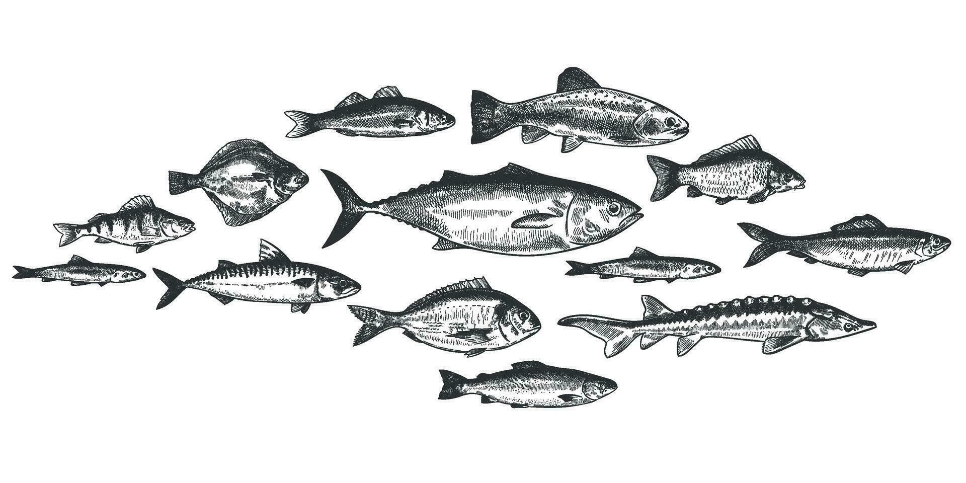 vis school. hand- getrokken vissen ondiepte, onderwater- marinier ecosysteem, zee en rivier- inwoners wijnoogst gegraveerde stijl vector reeks