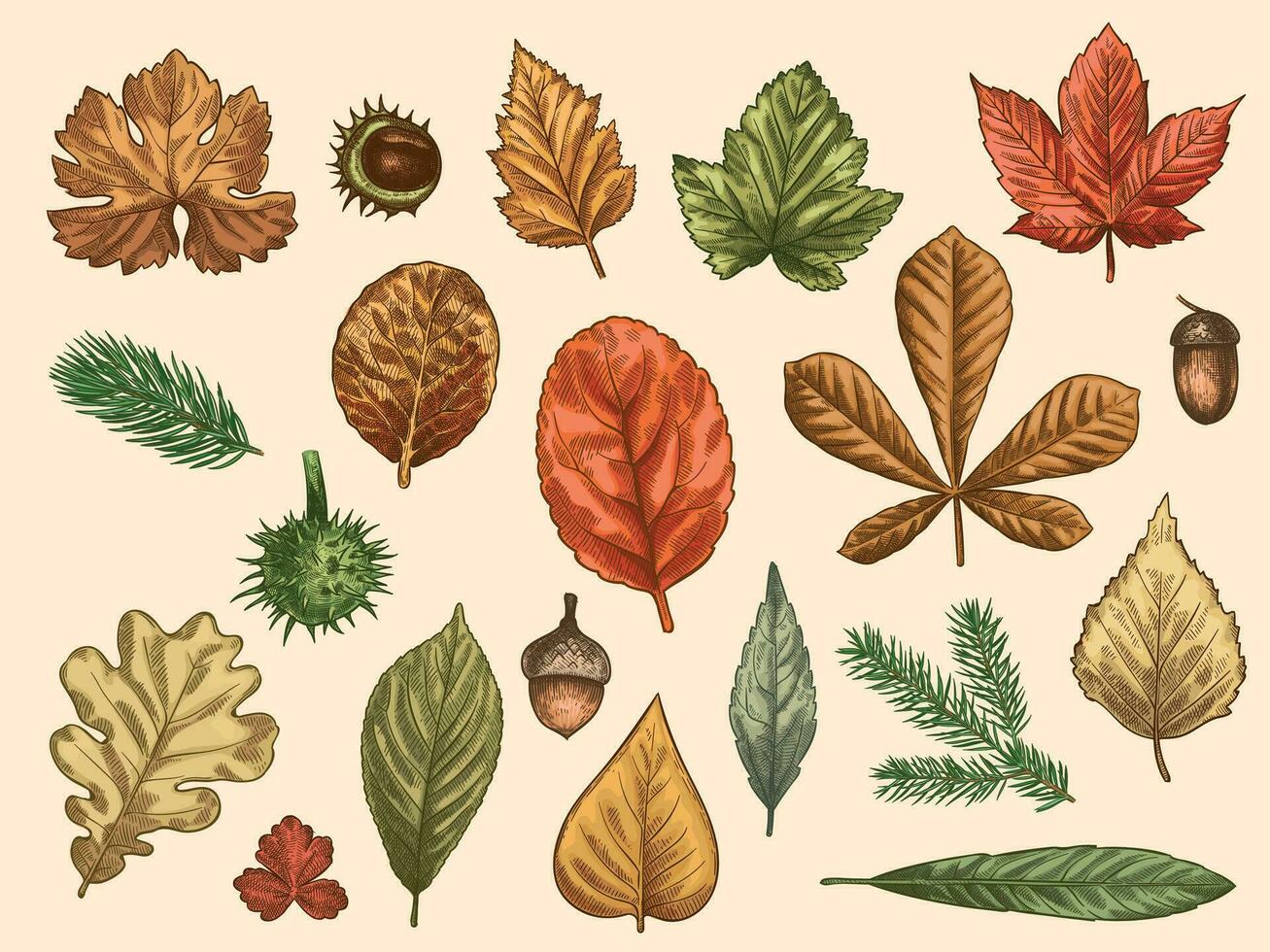 hand- getrokken herfst bladeren. kleur vallend Woud gebladerte, oktober eik, eikel- en kastanje, esdoorn- blad wijnoogst etsen vector rustiek reeks