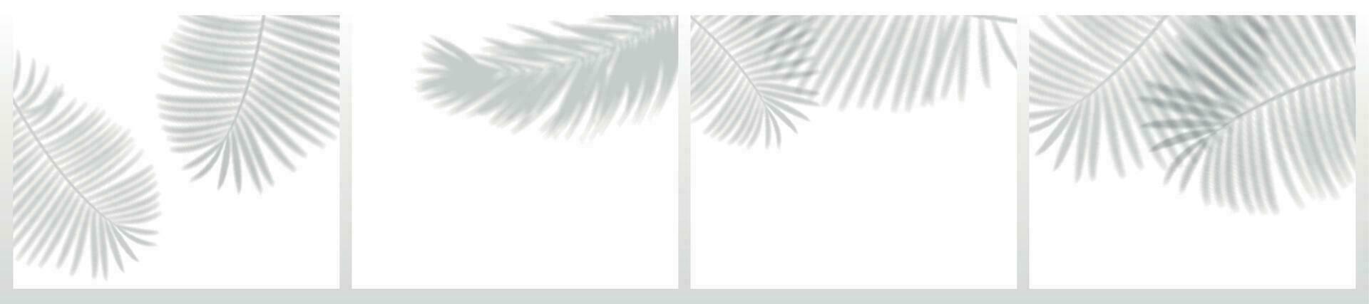 tropisch bladeren schaduwen. wazig palm fabriek blad schaduw, realistisch natuur licht decoratie bedekking effect vector reeks