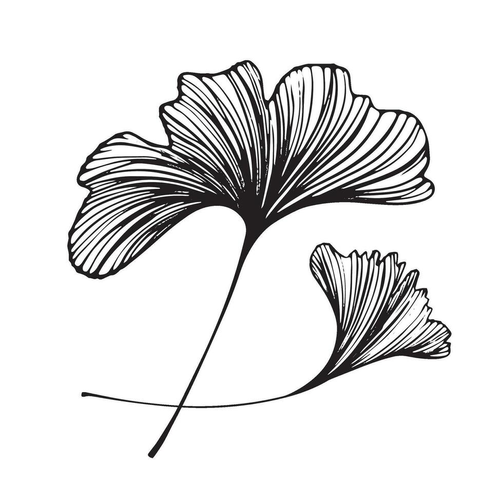 hand getekend vector achtergrond van ginkgo biloba. bloemen voor ontwerp.