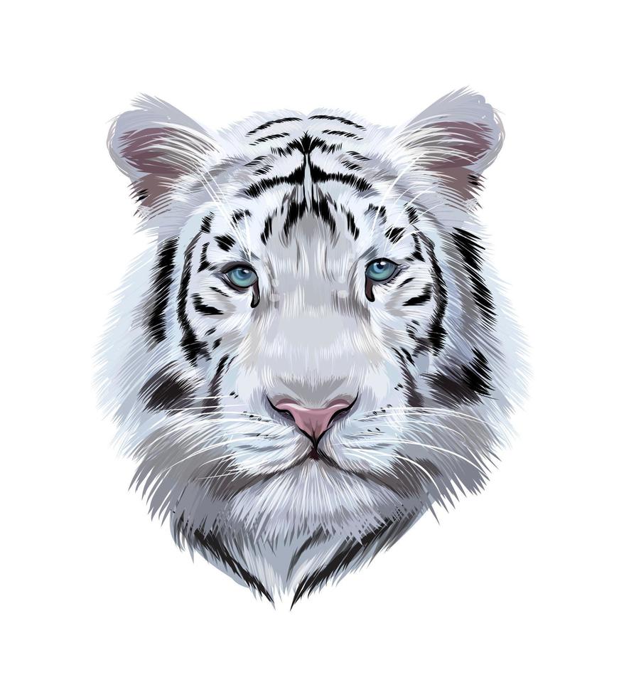hoofdportret van een witte Bengaalse tijger van veelkleurige verven. scheutje aquarel, gekleurde tekening, realistisch. vectorillustratie van verf vector