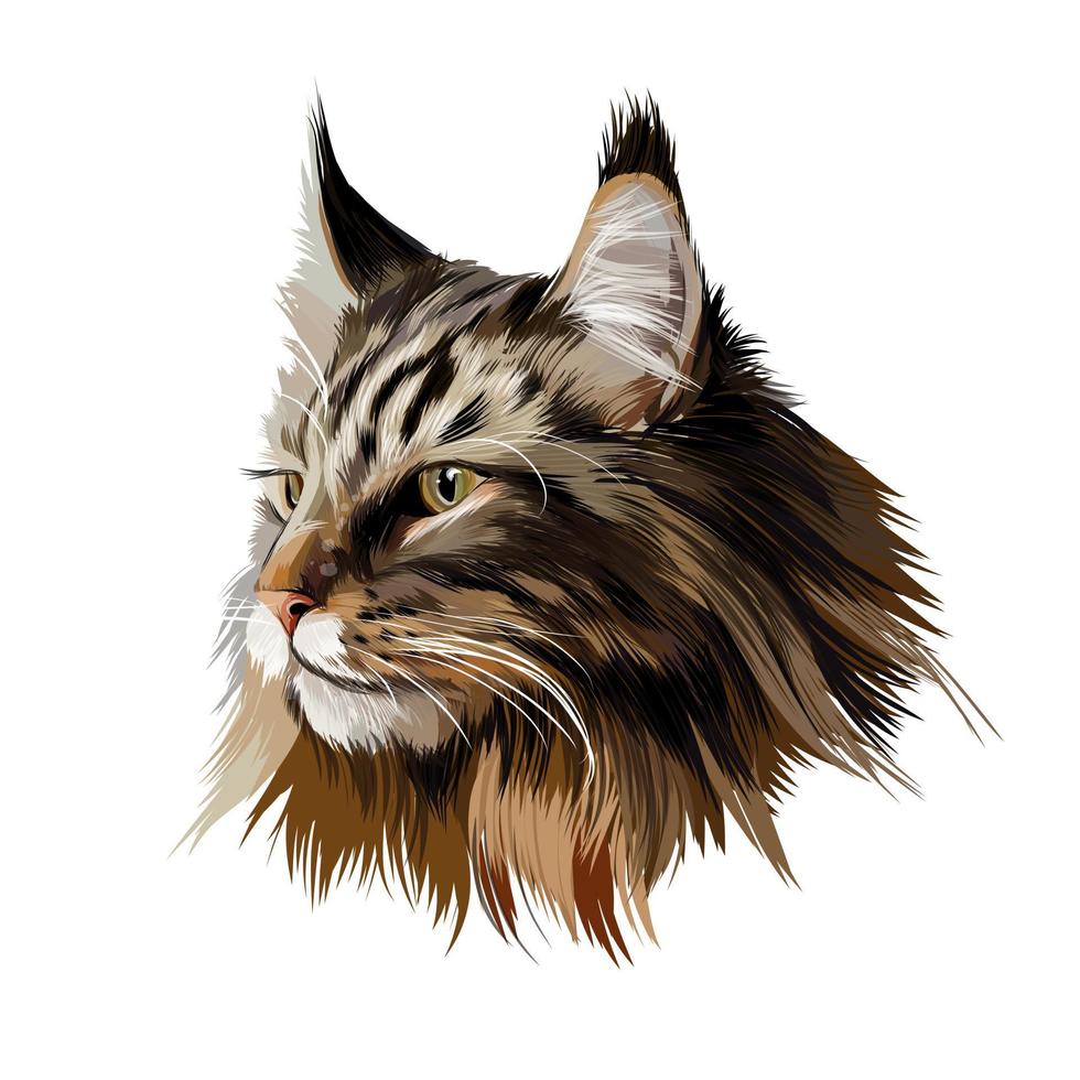 maine coon gezicht portret van veelkleurige verven. scheutje aquarel, gekleurde tekening, realistische kat. vectorillustratie van verf vector