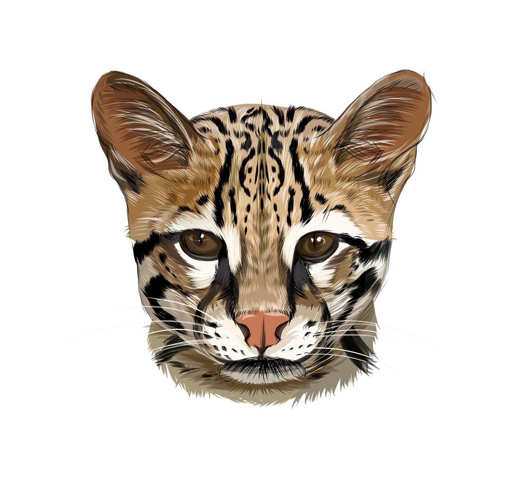 ocelot, Bengaalse wilde kat van veelkleurige verven. scheutje aquarel, gekleurde tekening, realistisch. vectorillustratie van verf vector