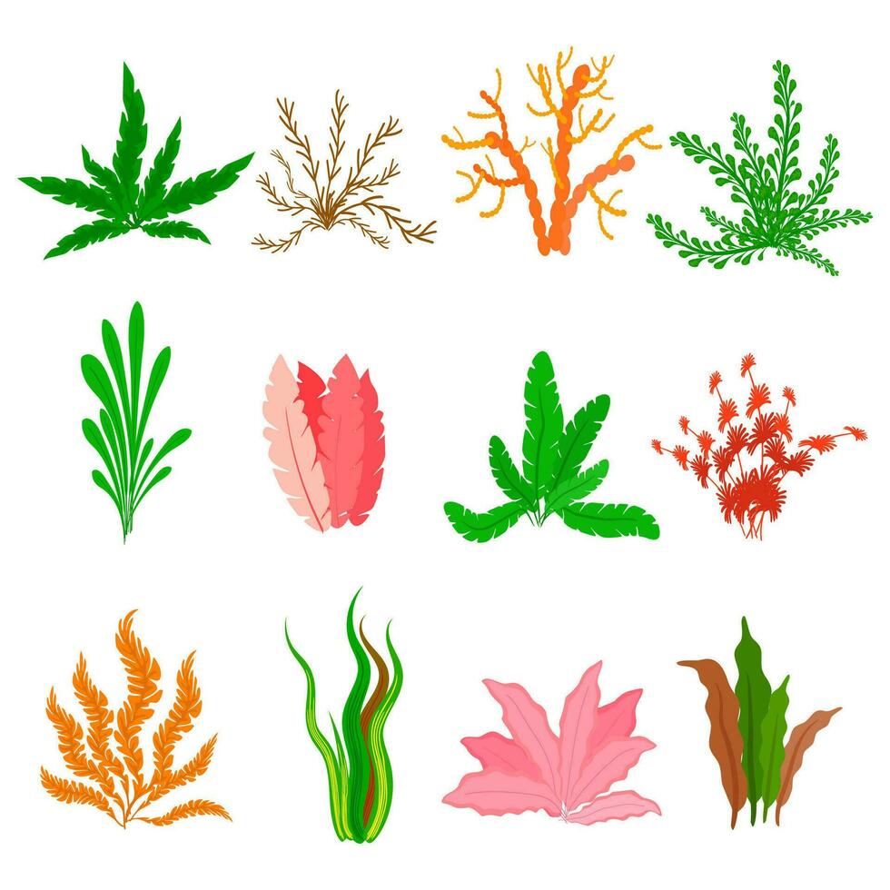 onderwater- zeewier vector reeks Aan wit achtergrond. zee planten en aquatisch marinier algen. verzameling van types aquarium zeewier. vector illustratie