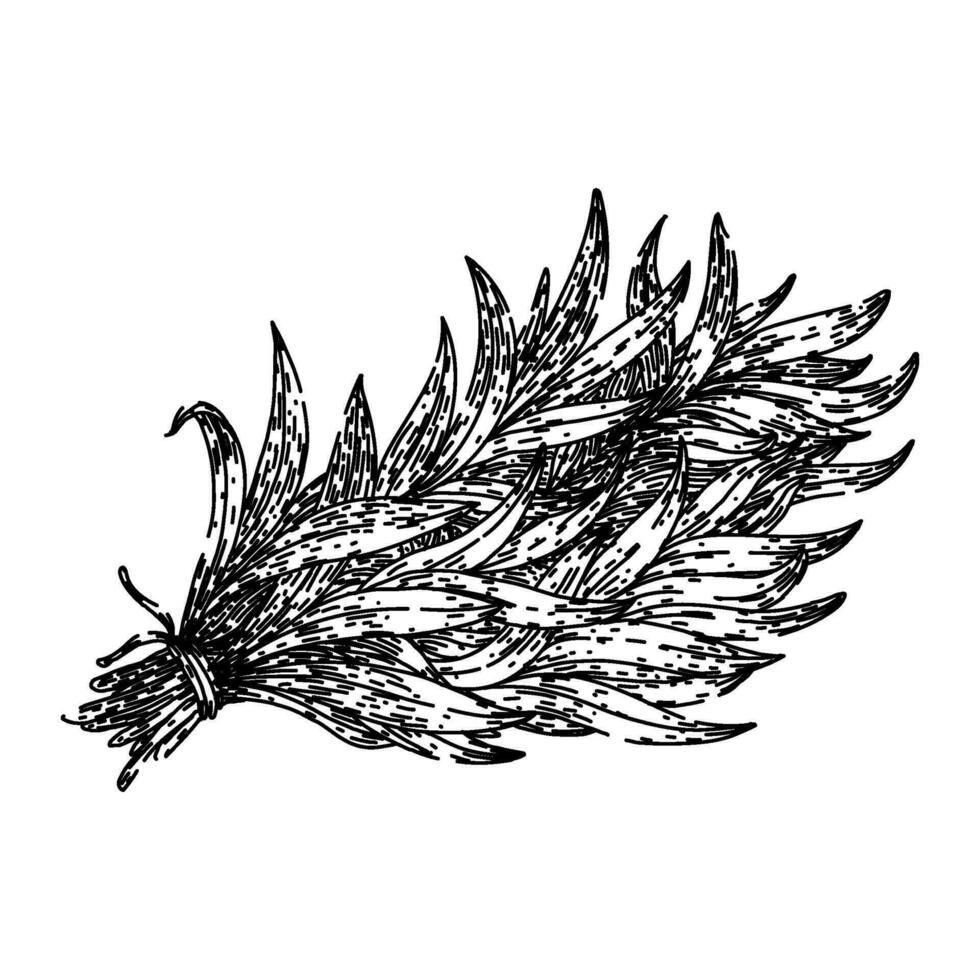 estragon dragon schetsen hand- getrokken vector