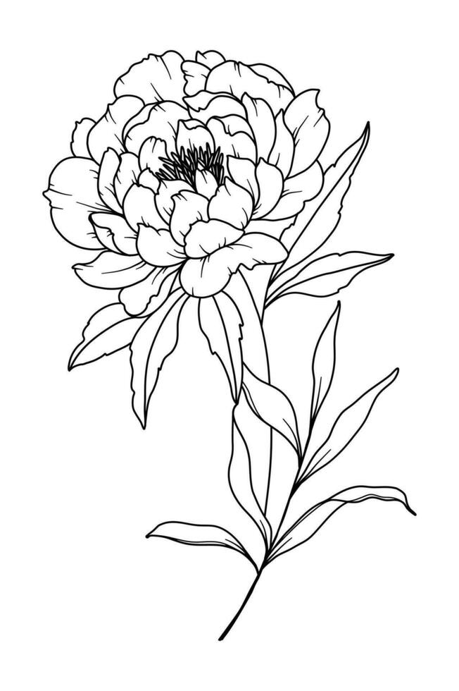 pioen lijn tekening. zwart en wit bloemen boeketten. bloem kleur bladzijde. bloemen lijn kunst. prima lijn pioen illustratie. hand- getrokken bloemen. botanisch kleuren. bruiloft uitnodiging bloemen vector