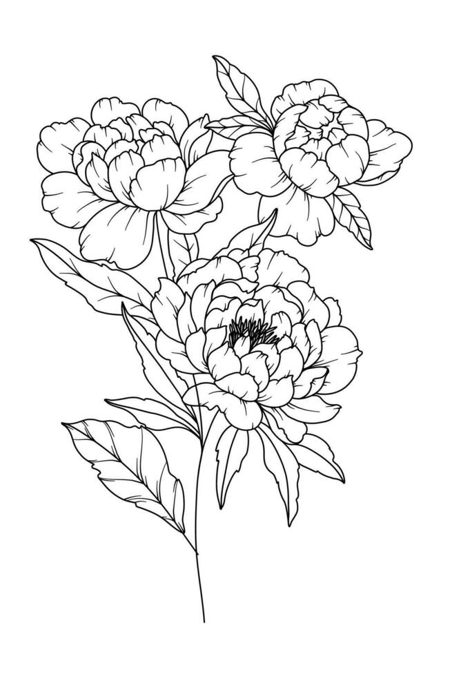 pioen lijn tekening. zwart en wit bloemen boeketten. bloem kleur bladzijde. bloemen lijn kunst. prima lijn pioen illustratie. hand- getrokken bloemen. botanisch kleuren. bruiloft uitnodiging bloemen vector