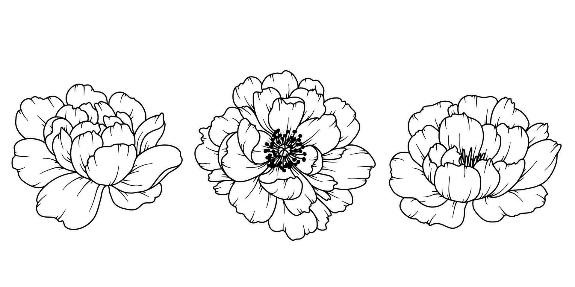 pioen lijn tekening. zwart en wit bloemen boeketten. bloem kleur bladzijde. bloemen lijn kunst. prima lijn pioen illustratie. hand- getrokken bloemen. botanisch kleuren. bruiloft uitnodiging bloemen vector