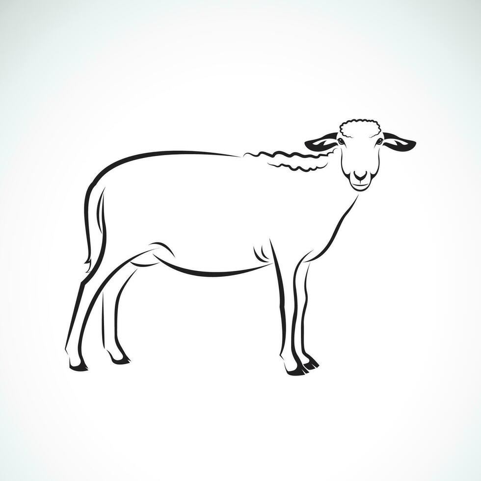 vector van een schapen Aan wit achtergrond. boerderij dier.