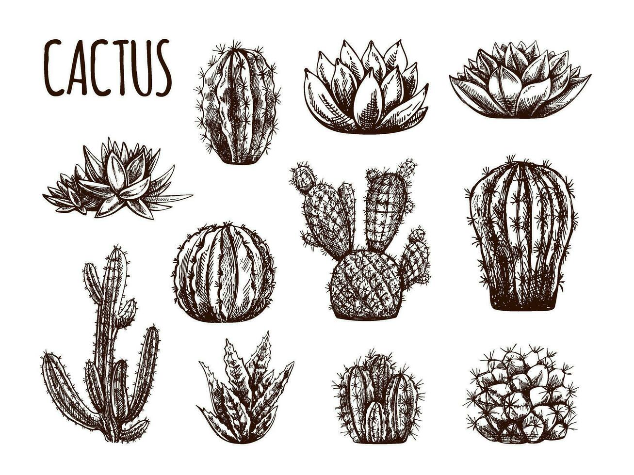 vector hand- getrokken schetsen van cactussen en sappig planten. wijnoogst illustratie van Mexicaans planten. elementen voor de ontwerp van etiketten. monochroom tekening.