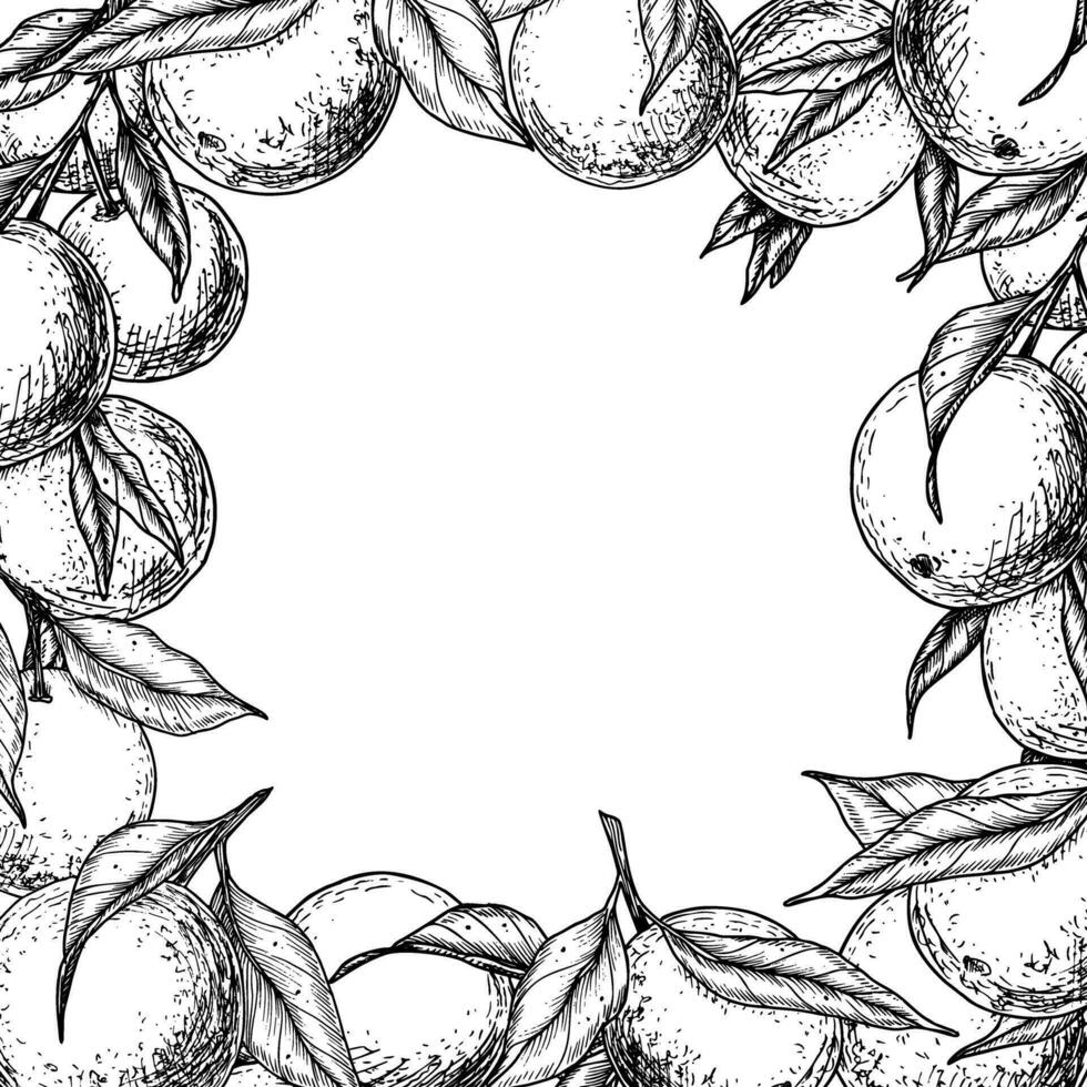 oranje fruit plein kader. hand- getrokken vector illustratie van grens met citrus takken in lineair stijl. zwart geëtst tekening met mandarijnen en clementine met bladeren voor icoon of logo