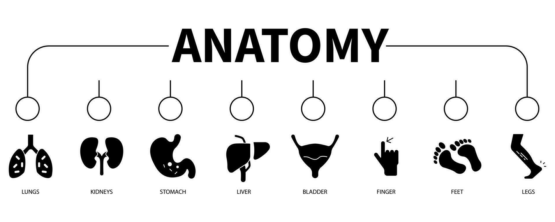 anatomie banier web icoon vector illustratie concept