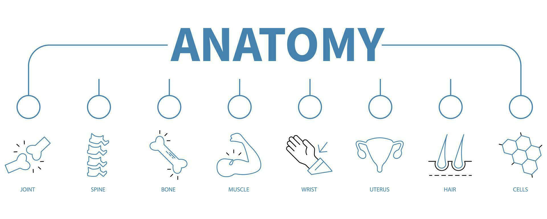 anatomie banier web icoon vector illustratie concept