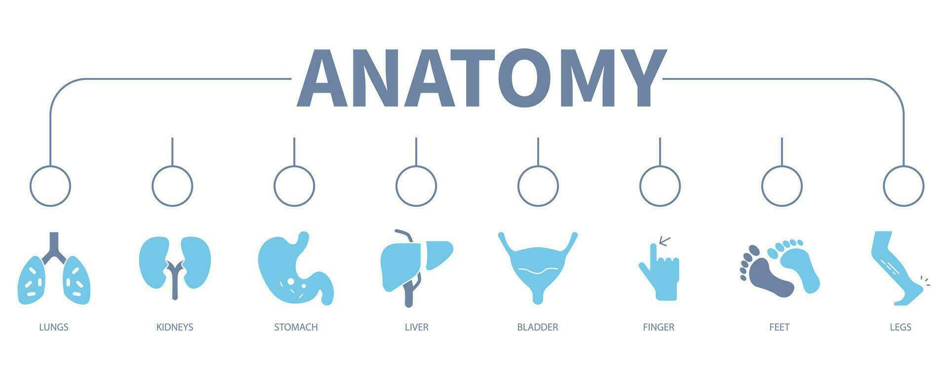 anatomie banier web icoon vector illustratie concept