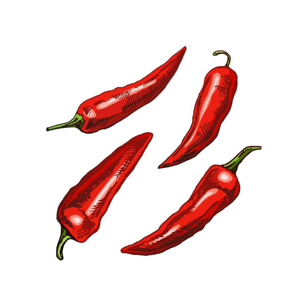 biologisch voedsel. hand- getrokken retro stijl gekleurde vector schetsen van chili paprika's. tekening wijnoogst illustratie. gegraveerde afbeelding.