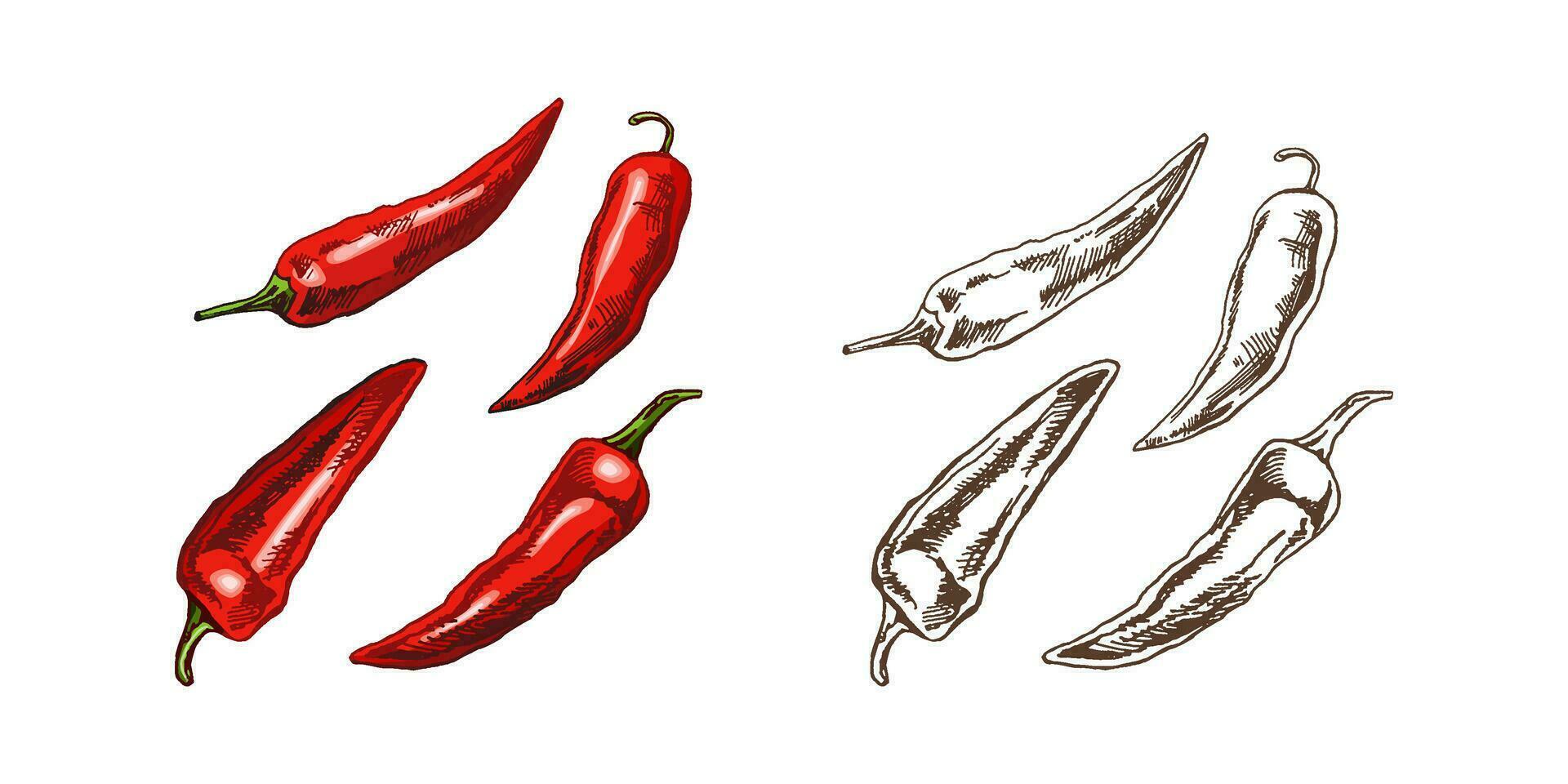 biologisch voedsel. hand- getrokken retro stijl gekleurde en monochroom vector schetsen van chili paprika's. tekening wijnoogst illustratie. gegraveerde afbeelding.