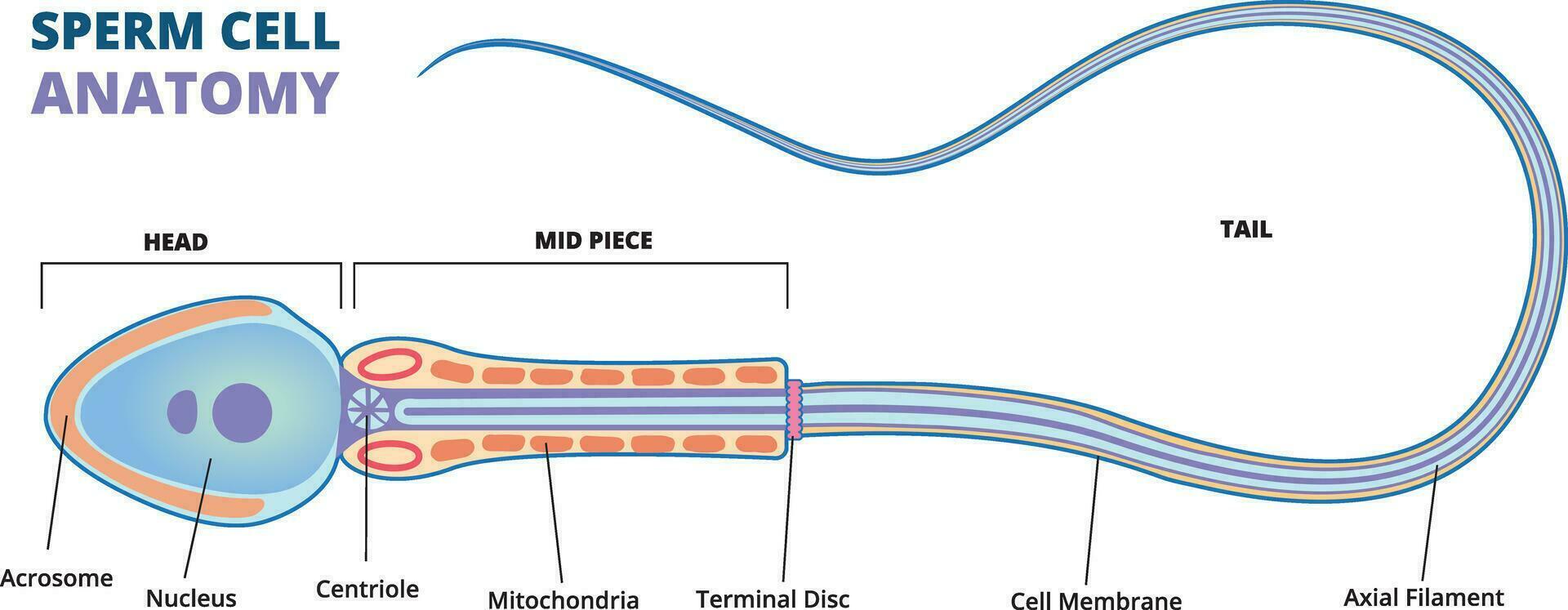 illustratie van menselijk sperma cel diagram vector