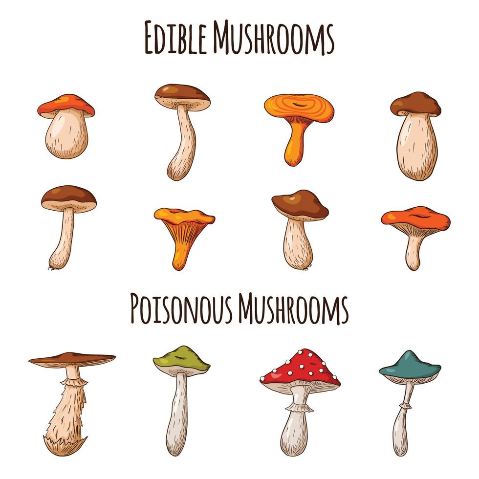 bos paddenstoelen set vector