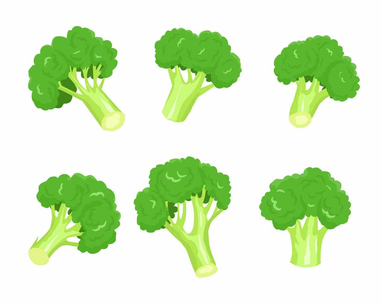 hand- getrokken broccoli groente illustratie vector