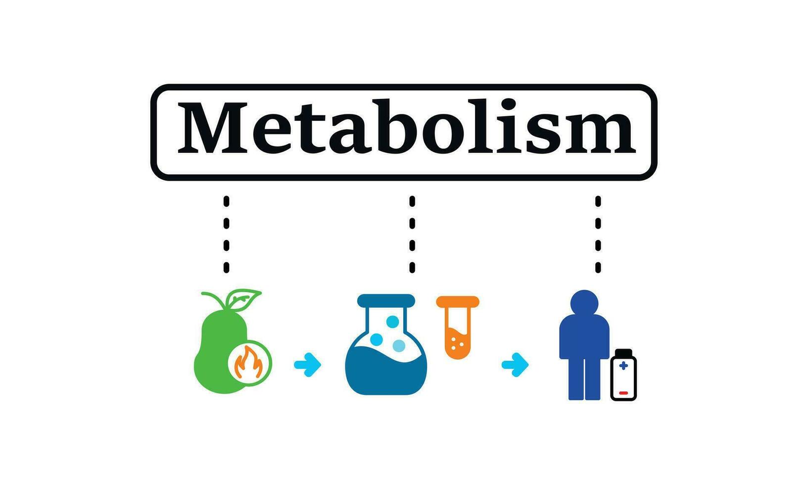 gemakkelijk illustratie van metabolisme begrip. transformatie van voedsel naar energie. metabolisme vector