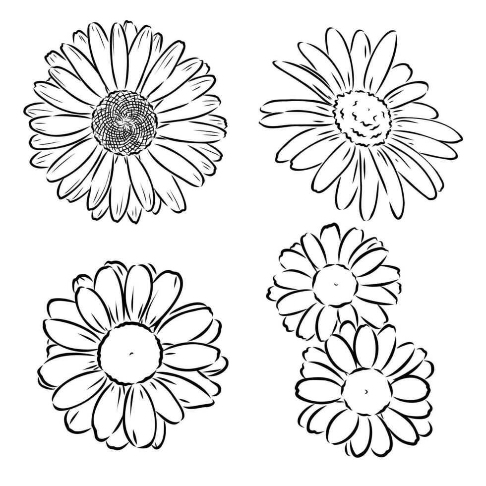 madeliefje bloem vector schetsen