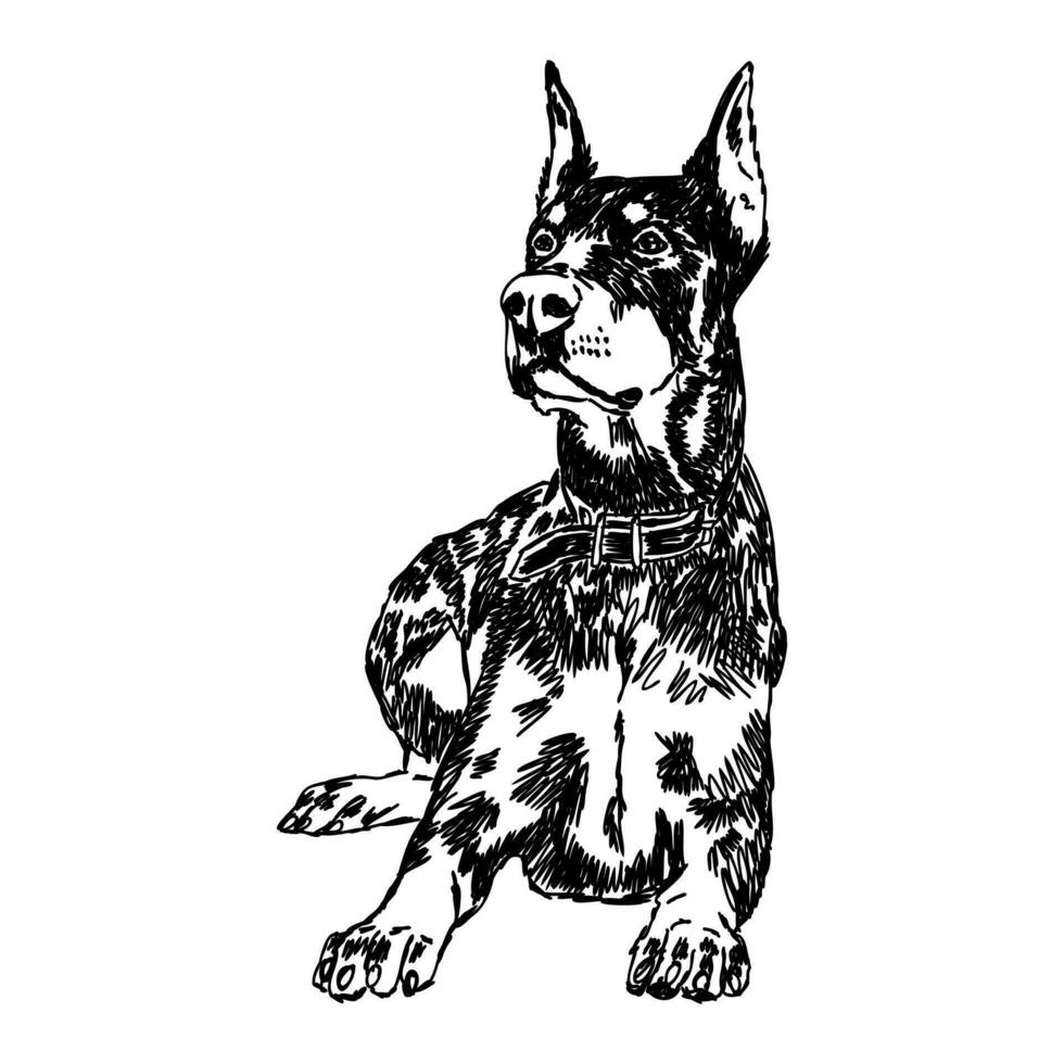 doberman hond vector schetsen