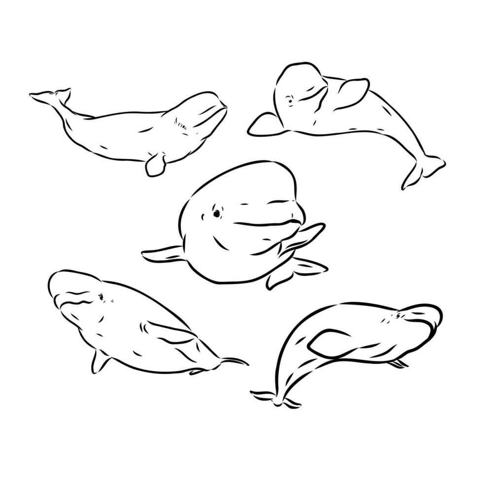 beluga walvis vector schetsen