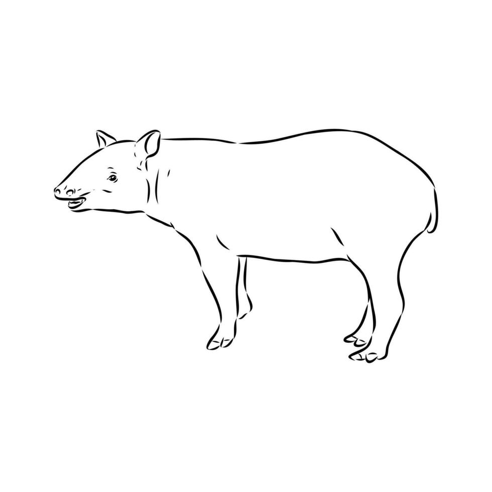 tapir vector schetsen