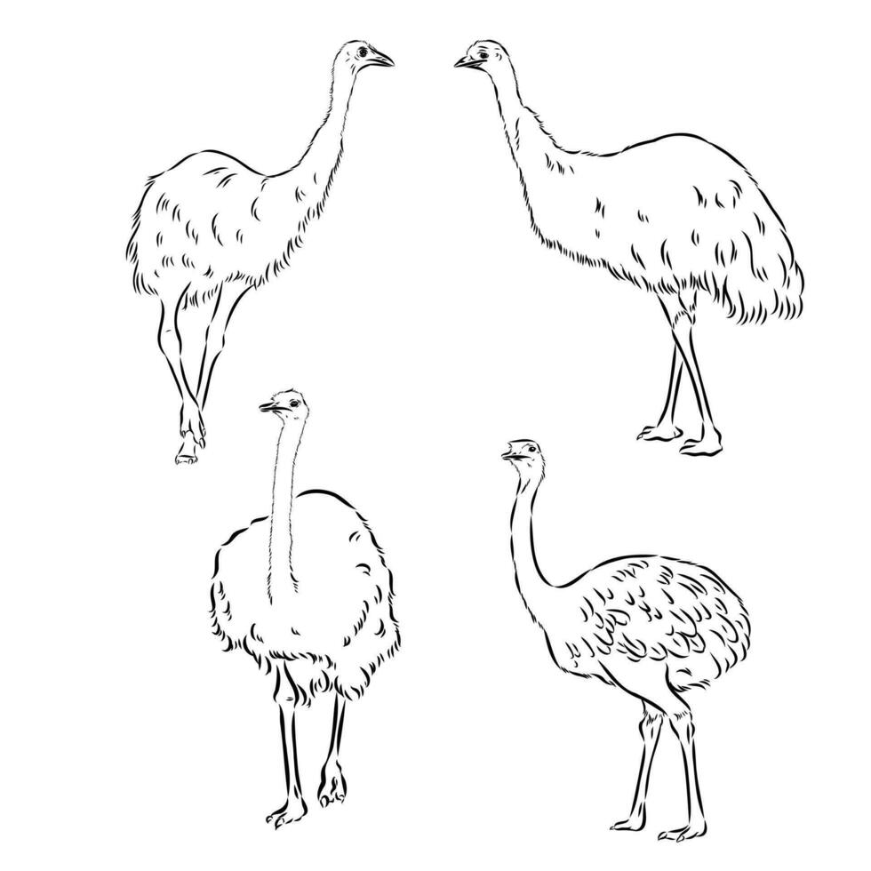 struisvogel vector schetsen