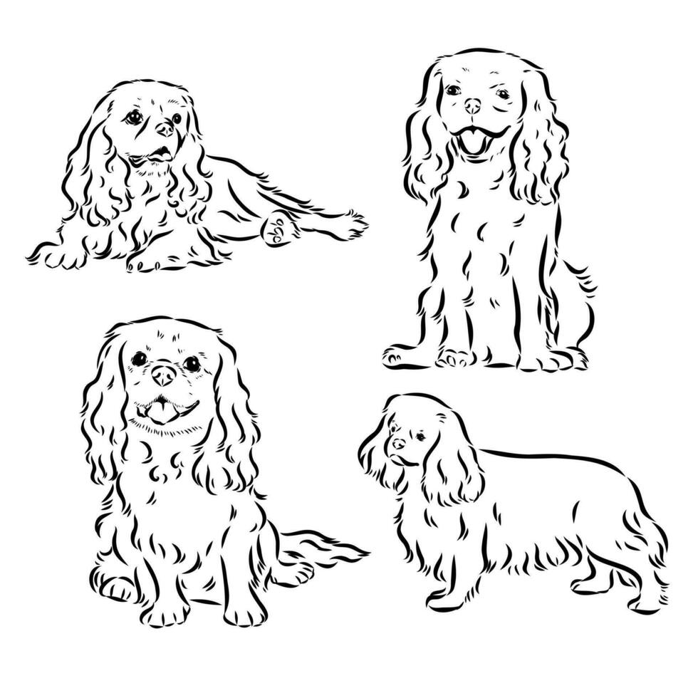 cavalier koning Charles hond vector schetsen