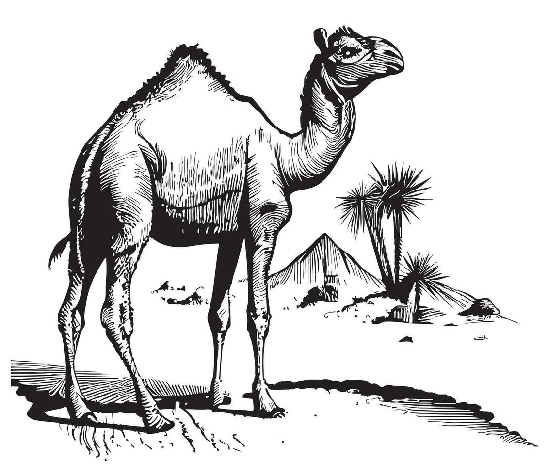 kameel Aan de achtergrond van de piramides hand- getrokken schetsen vector illustratie