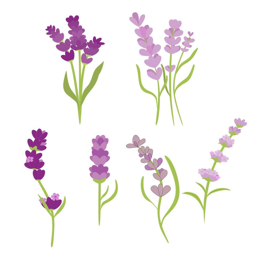 lavendel bloemen Purper clip art verzameling reeks vector