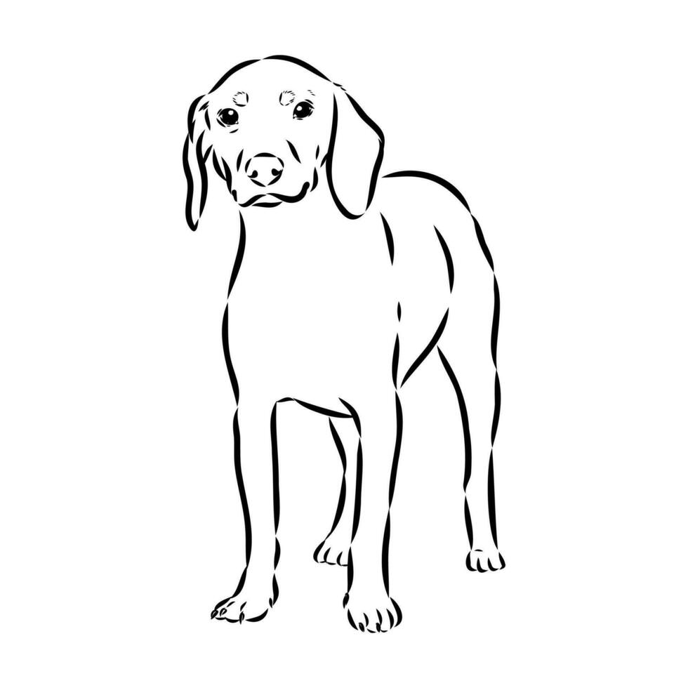 oostenrijks zwart en bruinen hond vector schetsen