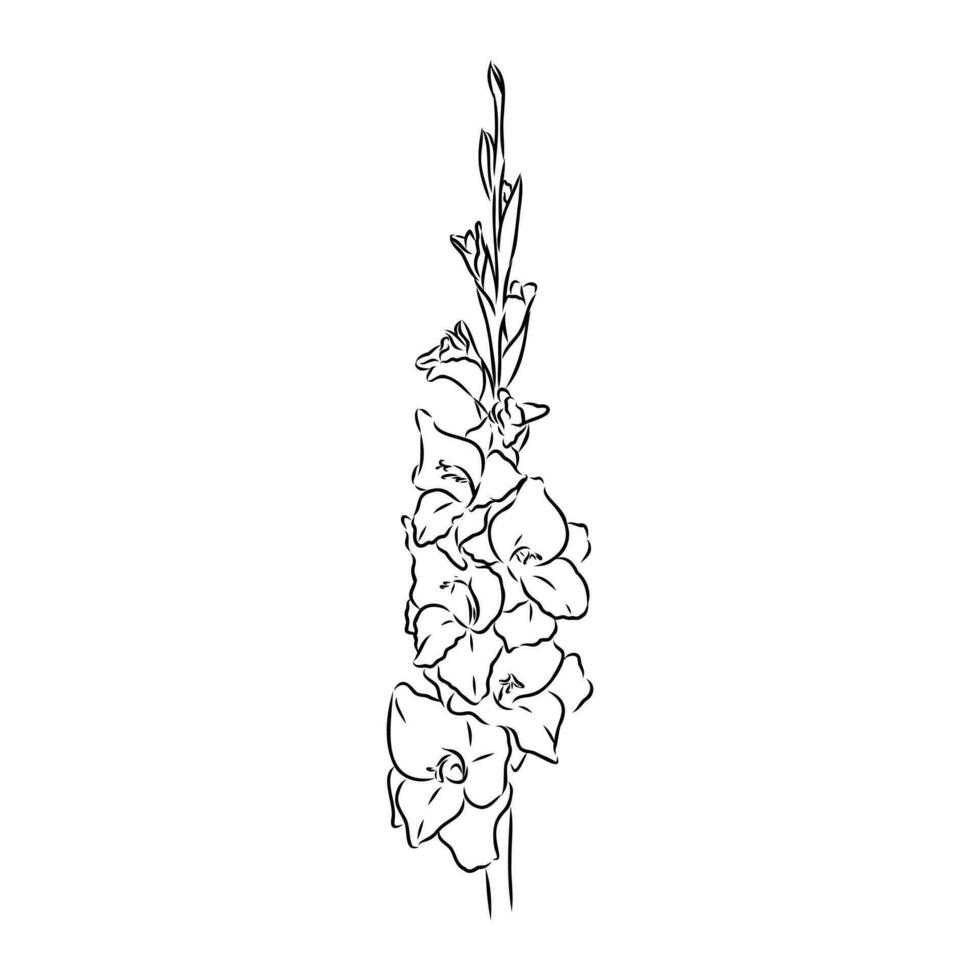 gladiolen bloem vector schetsen