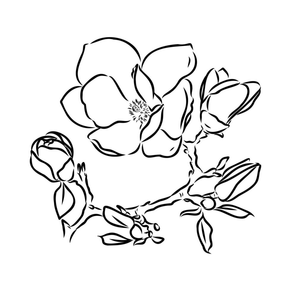 magnolia bloem vector schetsen