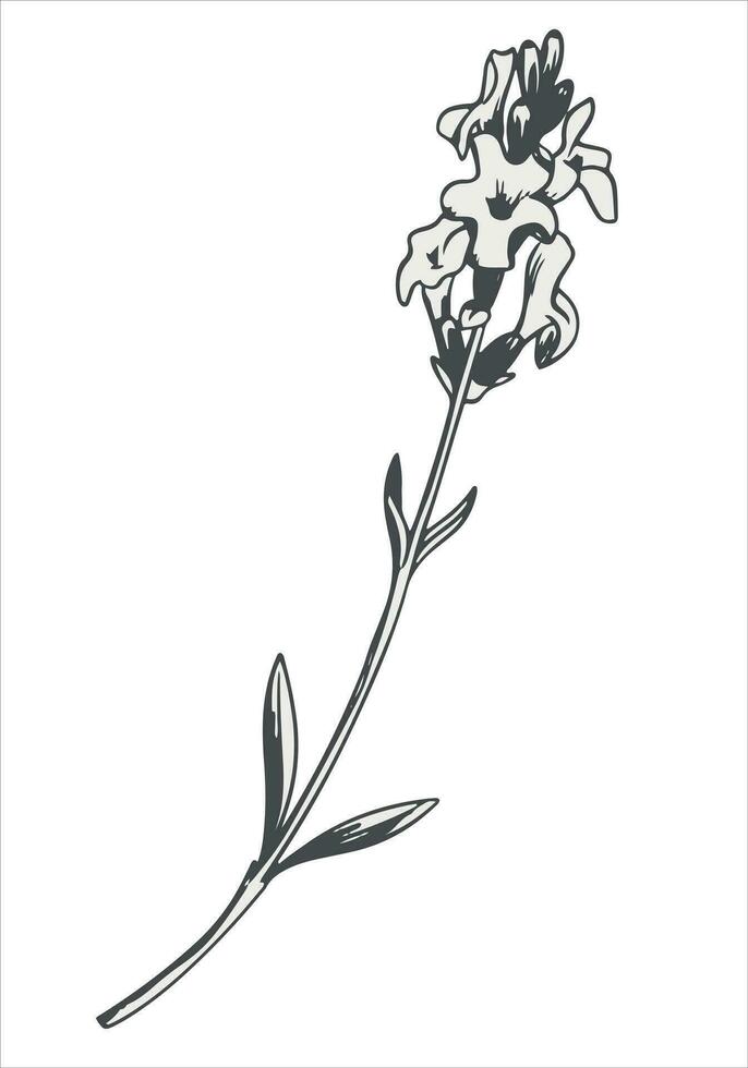 lavendel zwart en wit lijn tekening. vector geurig wilde bloemen Aan een wit achtergrond. gravure met wilde bloemen. provence stijl. ingrediënt voor parfums en cosmetica.