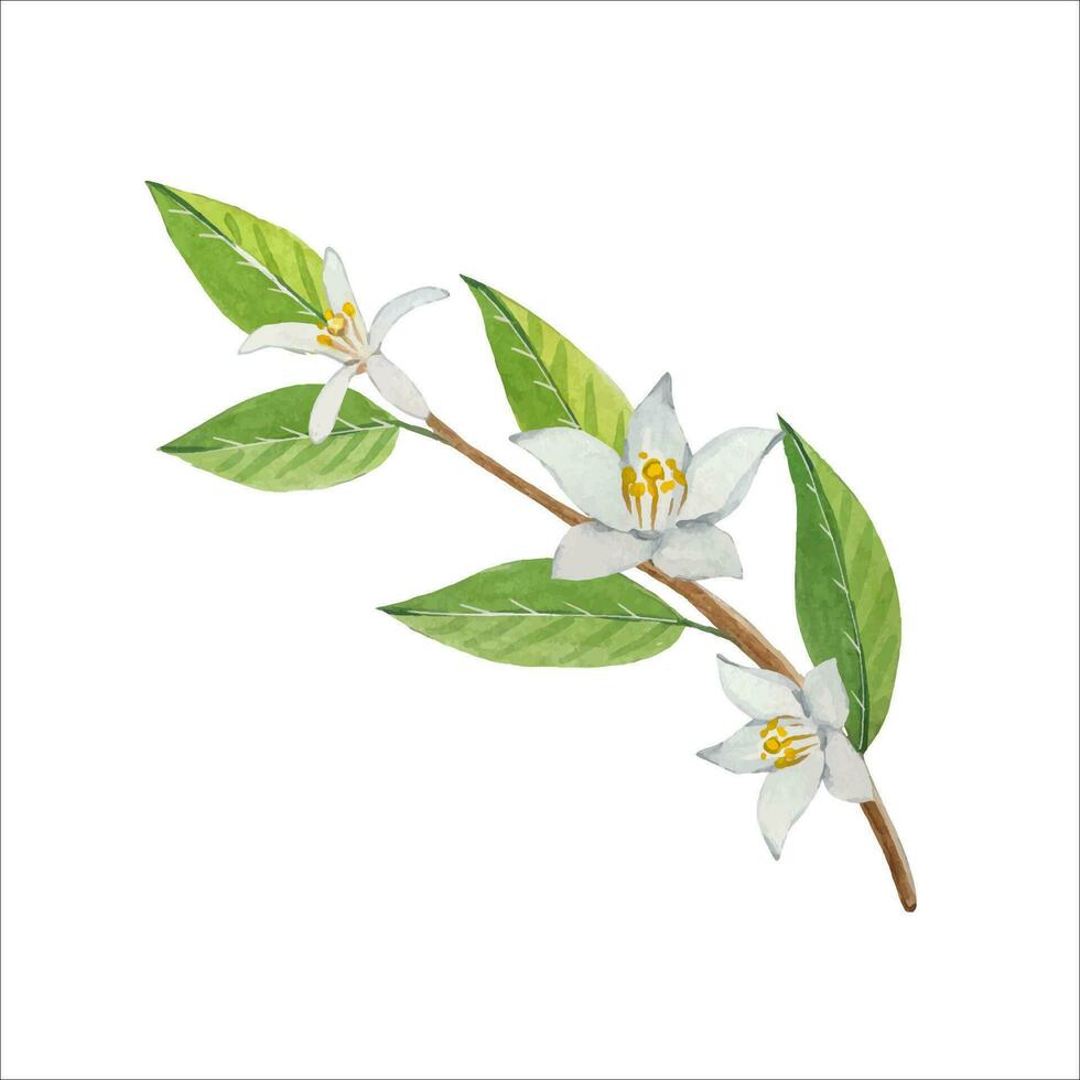 waterverf citroen takje met bloemen, hand- getrokken illustratie vector