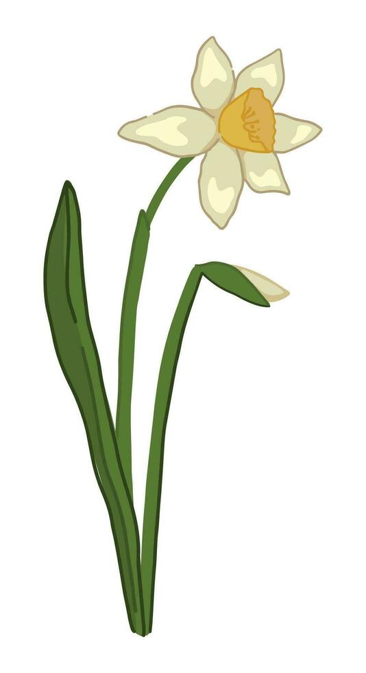 narcis tekening. voorjaar tijd bloem clip art. tekenfilm vector illustratie geïsoleerd Aan wit achtergrond.