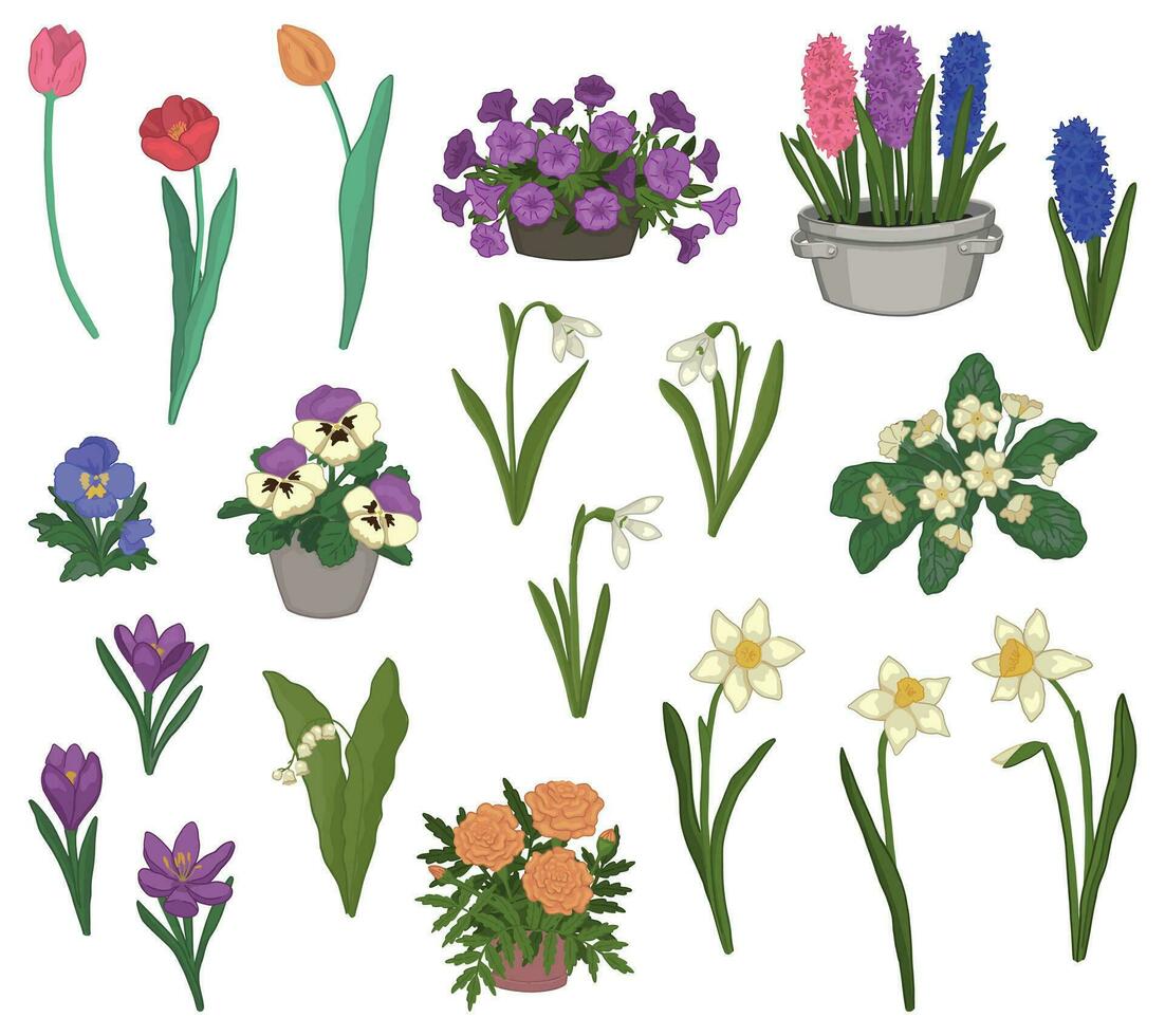 voorjaar tijd bloemen verzameling. clip art reeks van sneeuwklokjes, tulpen, narcis, viooltjes, krokus, hyacint, sleutelbloem, goudsbloemen, petunia's, lelies van de vallei. vector illustraties geïsoleerd Aan wit.