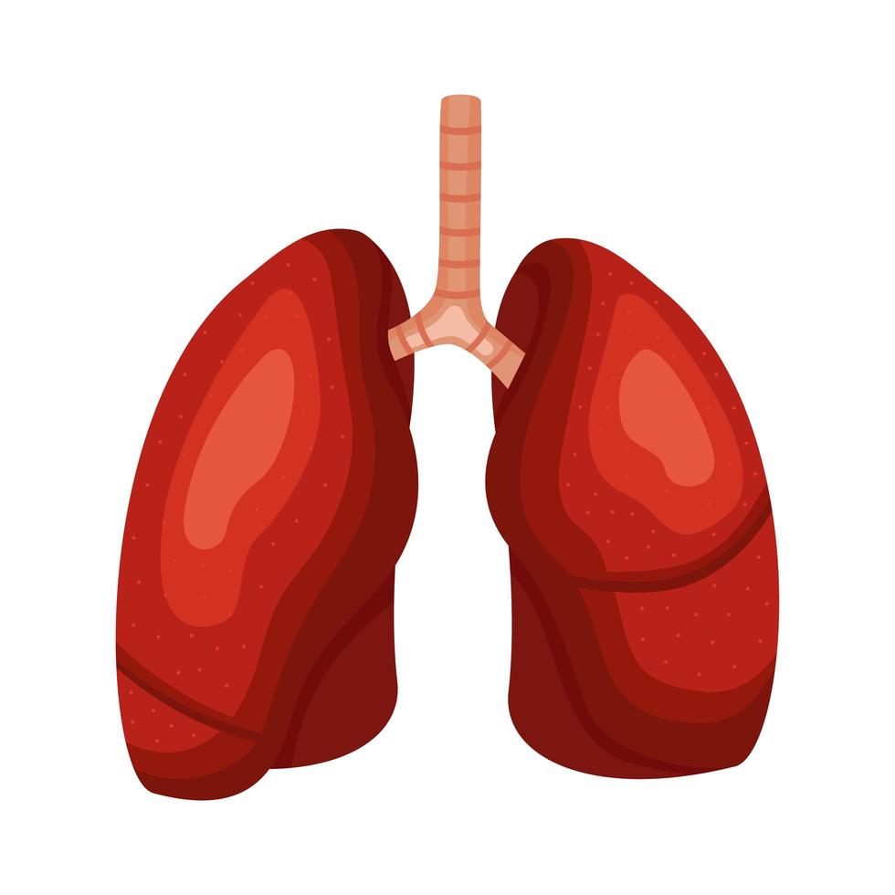 longen organen mens vector