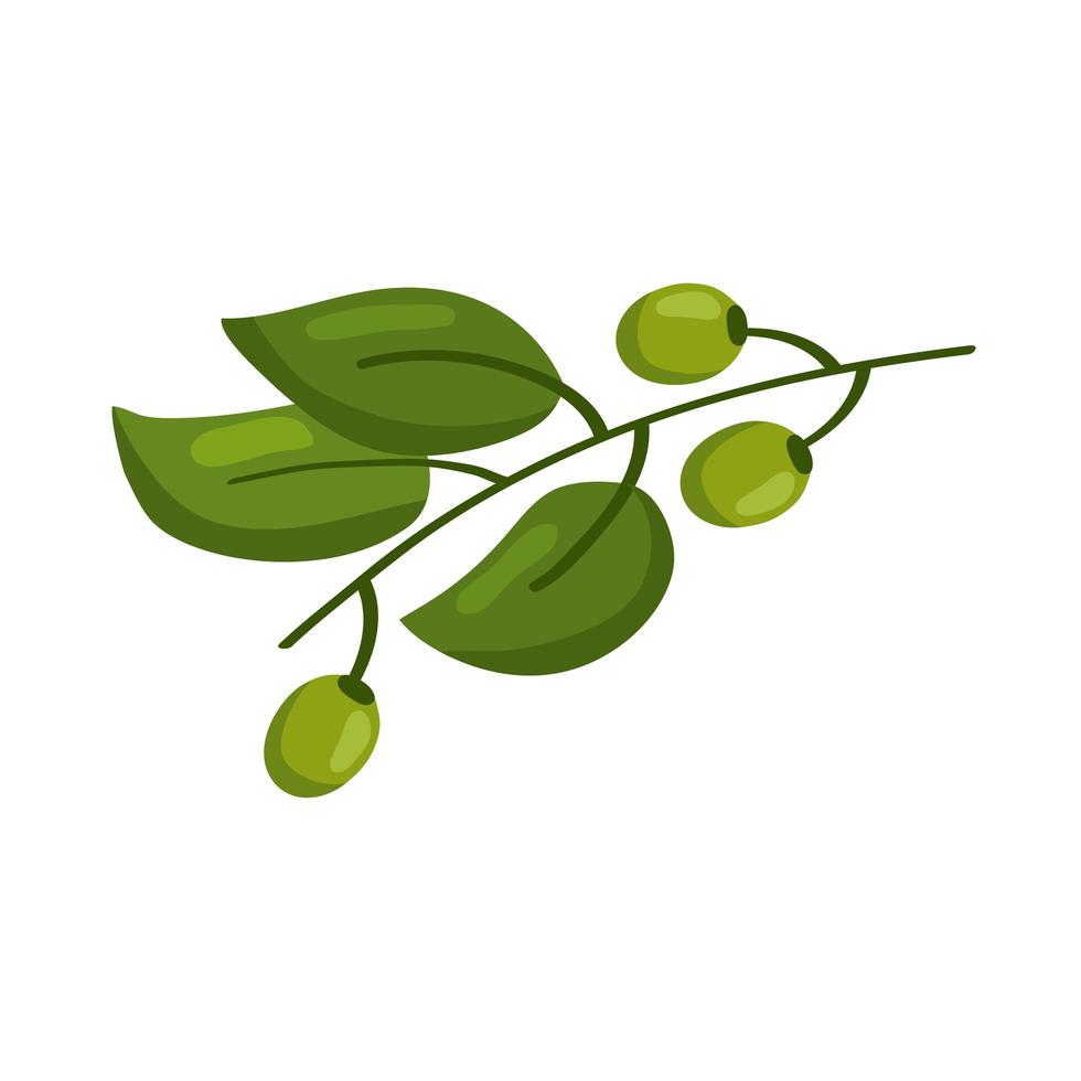 bladeren en olijven vector