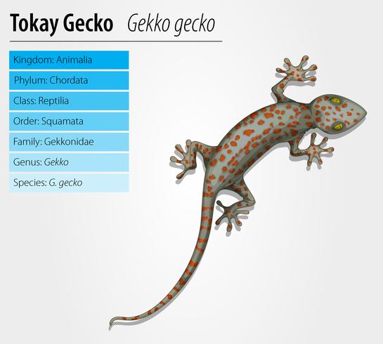 Tokaygekko - Gekko-gekko vector