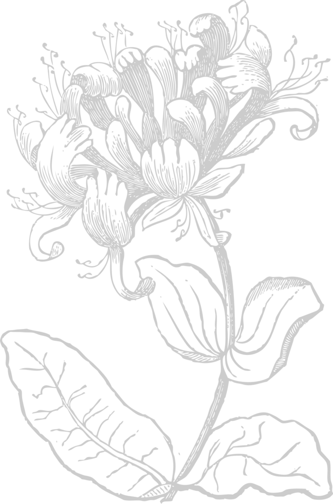 decoratie acanthus vector